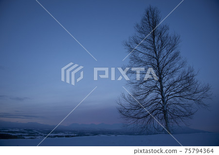 黎明前的冬日天空和樹木 75794364