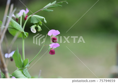 紅豌豆花 75794659