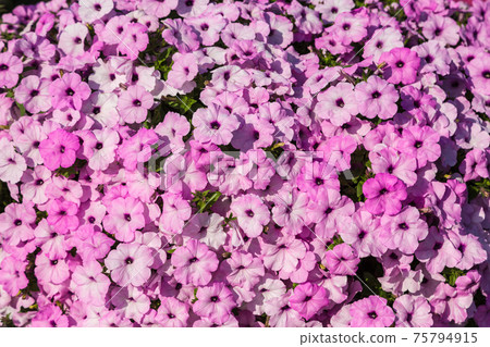 Petunias flowers 75794915