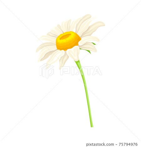 White Daisy Flower as Meadow Plant and Specie Vector Illustration White Daisy Flower as Meadow Plant and Specie Vector Illustration 75794976