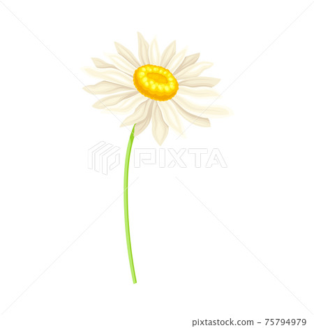 White Daisy Flower as Meadow Plant and Specie Vector Illustration White Daisy Flower as Meadow Plant and Specie Vector Illustration 75794979