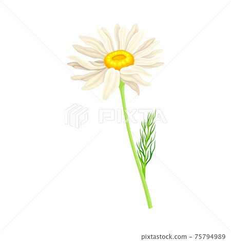 White Flower of Daisy or Bellis Perennis Plant on Green Stem with Leaf Vector Illustration 75794989