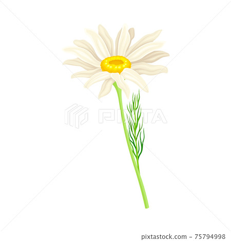 Common Daisy or Bellis Perennis on Stem with White Ray Florets and Yellow Disc Floret Vector Illustration 75794998