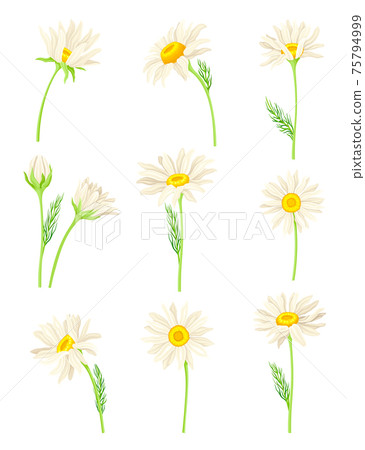 Common Daisy or Bellis Perennis on Stem with White Ray Florets and Yellow Disc Floret Vector Set 75794999