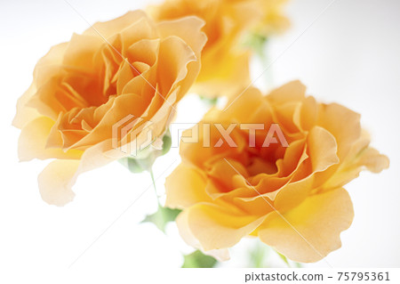 Gentle orange rose bouquet material 75795361