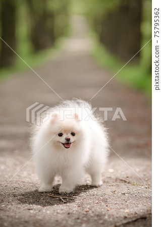 Image of pomeranian spitz in the garden. Cute white little dog outdoor. Image of pomeranian spitz in the garden. Cute white little dog outdoor. 75795362