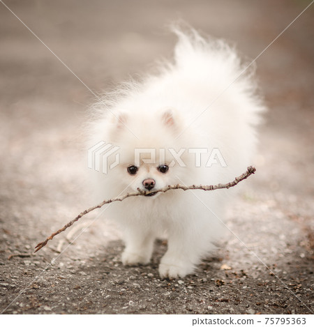 Image of pomeranian spitz in the garden. Cute white little dog outdoor. Image of pomeranian spitz in the garden. Cute white little dog outdoor. 75795363