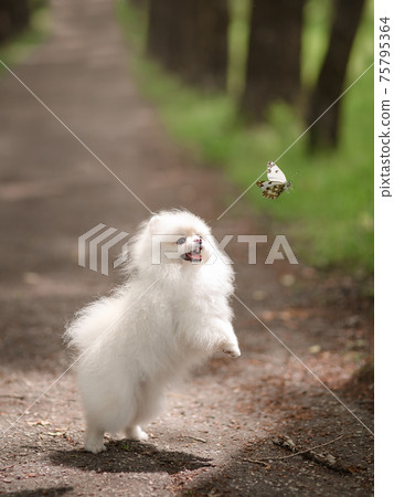 Image of pomeranian spitz in the garden. Cute white little dog outdoor. Image of pomeranian spitz in the garden. Cute white little dog outdoor. 75795364