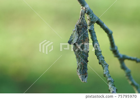 Bagworms that have plummeted Bagworms that have plummeted 75795970