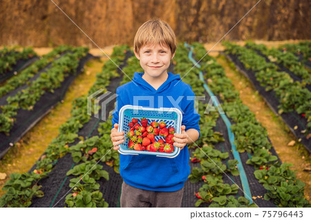 Happy boy on organic strawberry farm in summer, picking strawberries Happy boy on organic strawberry farm in summer, picking strawberries 75796443