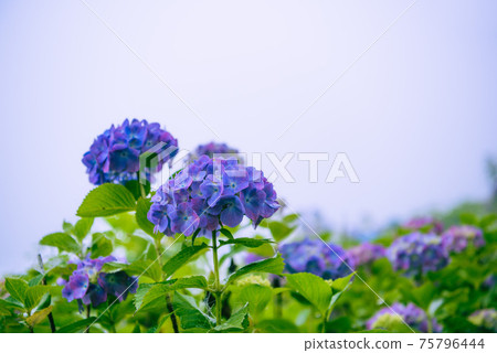 在Min山公園盛開的繡球 在Min山公園盛開的繡球 75796444