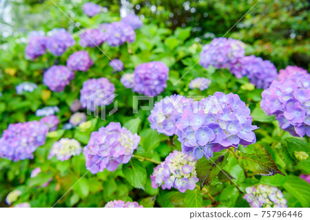 盛開的繡球花(Minoyama Park)盛開 盛開的繡球花(Minoyama Park)盛開 75796446