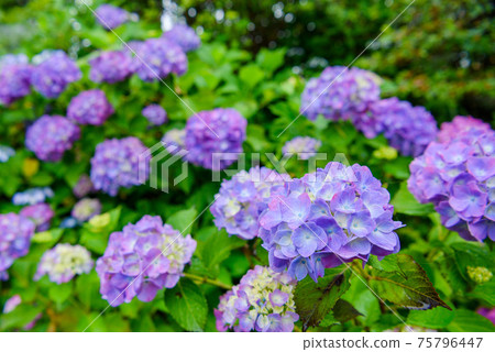 Min山公園盛開的繡球 Min山公園盛開的繡球 75796447