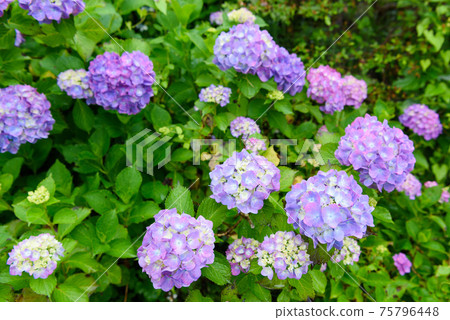 在Min山公園盛開的繡球 在Min山公園盛開的繡球 75796448