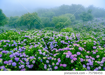 Hydrangea in full bloom in Minoyama Park Hydrangea in full bloom in Minoyama Park 75796450