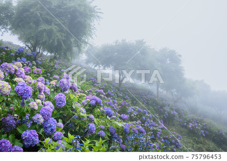 在水山公園的山坡上盛開的繡球 在水山公園的山坡上盛開的繡球 75796453