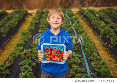 Happy boy on organic strawberry farm in summer, picking strawberries Happy boy on organic strawberry farm in summer, picking strawberries 75796455