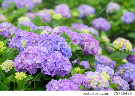 盛開的繡球花(ita玉/ Min山公園)盛開 盛開的繡球花(ita玉/ Min山公園)盛開 75796456