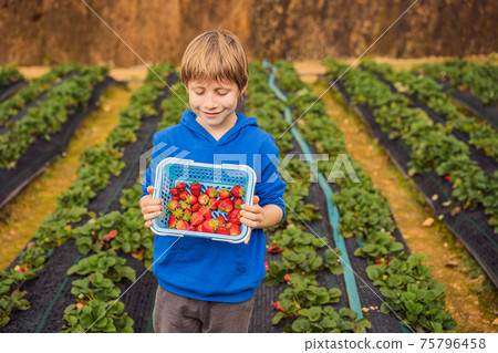 Happy boy on organic strawberry farm in summer, picking strawberries Happy boy on organic strawberry farm in summer, picking strawberries 75796458