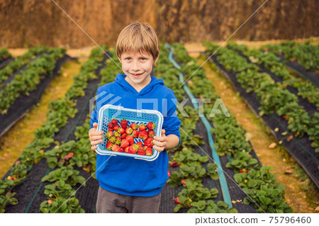 Happy boy on organic strawberry farm in summer, picking strawberries Happy boy on organic strawberry farm in summer, picking strawberries 75796460