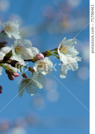 櫻花 櫻花 75796461