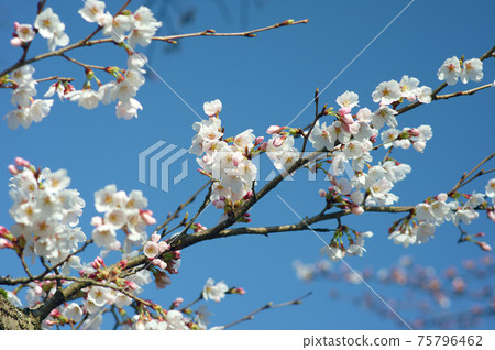 櫻花 櫻花 75796462
