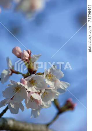 櫻花 櫻花 75796463