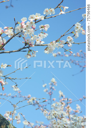 Cherry blossom Cherry blossom 75796466