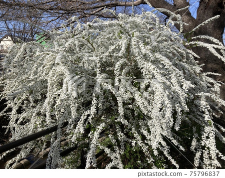 開花沿河的繡線菊類的植物thunbergii在3月在To玉縣所所市。 75796837