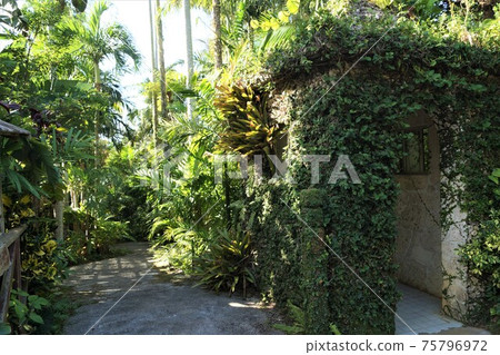 沖繩市東南植物園植物園風光 75796972