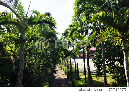 沖繩市東南植物園植物園德庫裡棕櫚樹 沖繩市東南植物園植物園德庫裡棕櫚樹 75796975