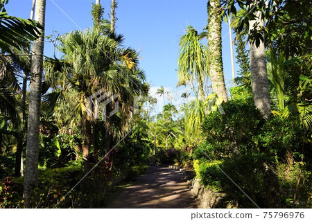 沖繩市東南植物園植物園驚喜街 沖繩市東南植物園植物園驚喜街 75796976