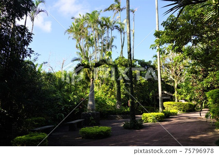 沖繩市東南植物園植物園風光 沖繩市東南植物園植物園風光 75796978
