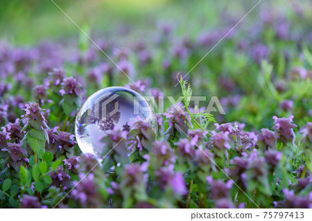 早春野花的生命力5 75797413