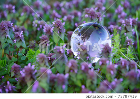 春季生活，henbit死蕁麻5 75797419