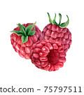 Hand drawn watercolor raspberries composition 75797511