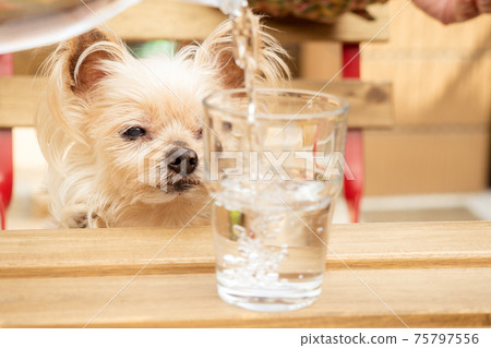 Dogs and bubbles Dogs and bubbles 75797556