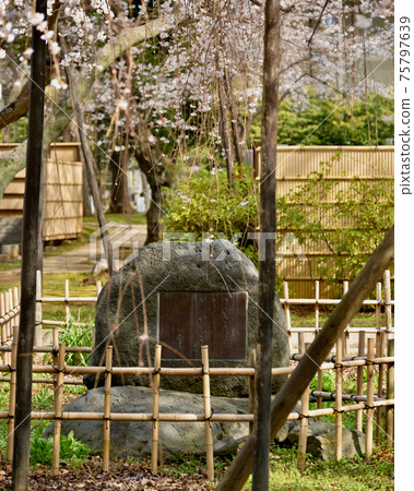 Mamasan Guhoji Temple, Fushihime Sakura Stone Monument Mamasan Guhoji Temple, Fushihime Sakura Stone Monument 75797639