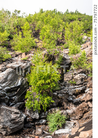 Mount Etna volcanic landscape and its typical vegetation, Sicily Mount Etna volcanic landscape and its typical vegetation, Sicily 75797722
