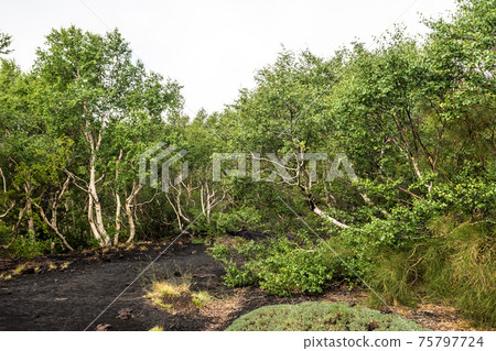 Mount Etna volcanic landscape and its typical vegetation, Sicily Mount Etna volcanic landscape and its typical vegetation, Sicily 75797724