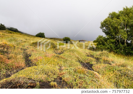 Mount Etna volcanic landscape and its typical vegetation, Sicily Mount Etna volcanic landscape and its typical vegetation, Sicily 75797732
