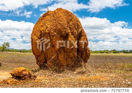 Isolated large termite mould in Queensland outback, Australia Isolated large termite mould in Queensland outback, Australia 75797739