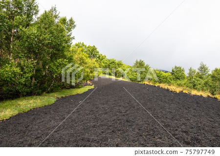 Mount Etna volcanic landscape and its typical vegetation, Sicily Mount Etna volcanic landscape and its typical vegetation, Sicily 75797749