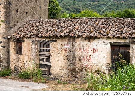 prickly pear plant growing on top of an abandoned tile roof, Sicily prickly pear plant growing on top of an abandoned tile roof, Sicily 75797783