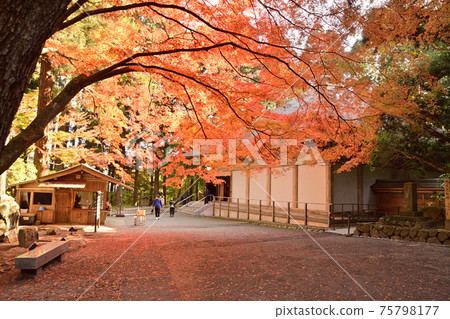 The red and burning autumn leaves next to the Golden Hall of Chusonji Temple 75798177