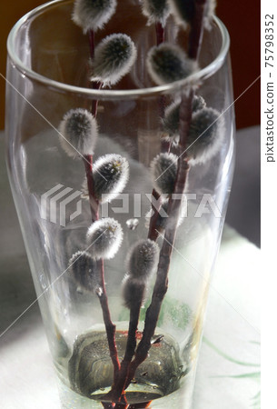 Three sprigs of pussy willow in a transparent glass vase. Interior Design. Three sprigs of pussy willow in a transparent glass vase. Interior Design. 75798352