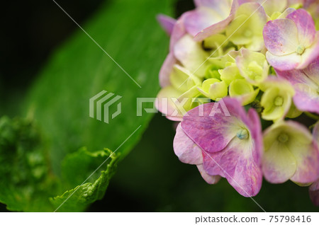 Gorgeous hydrangea in the rainy season 75798416