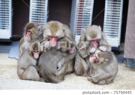 猴子餃子 猴子餃子 75798485