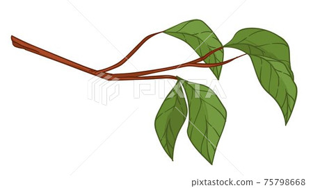 Twig with goring leaves, foliage on branch vector Twig with goring leaves, foliage on branch vector 75798668