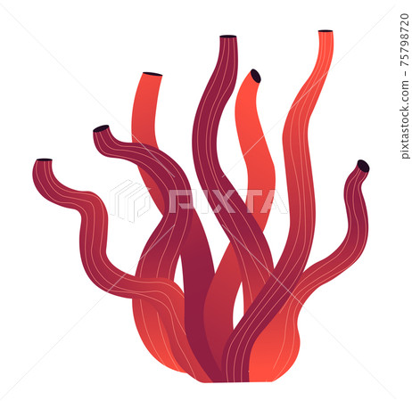 Seaweed with long leaves, grass growing underwater 75798720